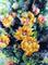 Art: Prickly Pear by Artist Kathy Morton Stanion