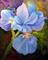 Art: Purple Iris by Artist Barbara Haviland