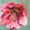 Art: Hellebores by Artist Barbara Haviland