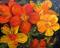 Art: Fractured Flowers by Artist Barbara Haviland