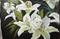 Art: White Daylilies by Artist Barbara Haviland