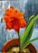 Art: Nats Red Amaryllis by Artist Barbara Haviland