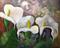 Art: Three Calla Lilies by Artist Barbara Haviland
