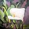 Art: Calla Lily by Artist Barbara Haviland