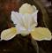 Art: One Yellow Iris by Artist Barbara Haviland