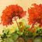 Art: Gerianiums by Artist Barbara Haviland
