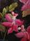 Art: Swamp Pink Floral by Artist Barbara Haviland