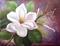 Art: Purple Magnolias  by Artist Barbara Haviland