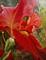 Art: Abstract IRIS by Artist Barbara Haviland
