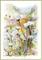 Art: Queen Anne's Lace by Artist Patricia  Lee Christensen