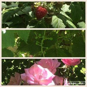 Detail Image for art EBSQ Garden Plein Air - Roses, Raspberries & Grapes