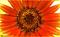 Art: Cliche' Daisy Series #1 by Artist Lar Shackelford