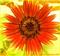 Art: Cliche' Daisy Series #2 by Artist Lar Shackelford