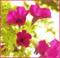 Art: Wave Petunias on a Texas Morning by Artist Lar Shackelford