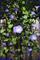 Art: Morning Glories in My Yard by Artist Lar Shackelford