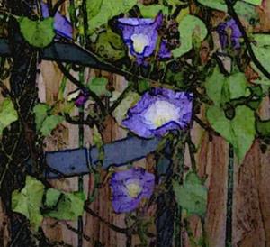 Detail Image for art Morning Glories in My Yard