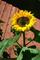 Art: Sunflowers on the Electric Fence by Artist Shari Lynn Schmidt
