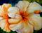 Art: RAINBOW HIBISCUS by Artist Marcia Baldwin