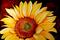 Art: SUNBURST SUNFLOWER by Artist Marcia Baldwin