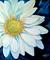Art: WHITE DAISY by Artist Marcia Baldwin