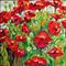 Art: POPPY FIELD of JOY by Artist Marcia Baldwin