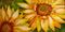 Art: SUNFLOWER SMILES by Artist Marcia Baldwin