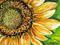 Art: SUNFLOWER STARBURST by Artist Marcia Baldwin