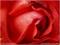 Art: Coral Red Rose by Artist Lar Shackelford