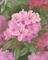 Art: Pink Rhododendrons by Artist Carol Thompson