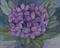 Art: Purple Rhody by Artist Carol Thompson