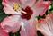 Art: Bicolor Hibiscus by Artist Deanne Flouton