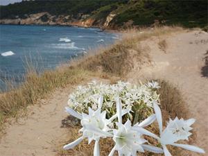 Detail Image for art Pancratium Maritimum, aka Sea Daffodil, Beach Spider Lily