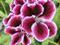 Art: Double Geranium by Artist Deanne Flouton