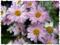 Art: Daisies by Artist Deanne Flouton