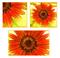Art: Cliche' Daisy Entire Series by Artist Lar Shackelford