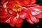 Art: The Red Peony 36 by Artist Marcia Baldwin