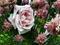 Art: Rose in an Onion Patch by Artist Deanne Flouton