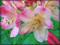 Art: Silky Rhodi by Artist Deanne Flouton