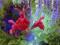 Art: Red Salvia Garden by Artist Deanne Flouton