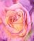 Art: Pink Rose with Raindrops by Artist Ulrike 'Ricky' Martin