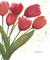 Art: Tulips - available in my etsy store by Artist Ulrike 'Ricky' Martin