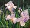 Art: Purple and White Irises SOLD by Artist Karen Winters