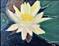 Art: Water Lily SOLD by Artist Terri L West