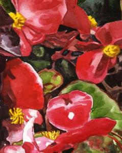 Detail Image for art Begonias