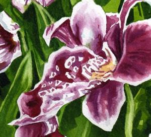 Detail Image for art Pansy Orchids