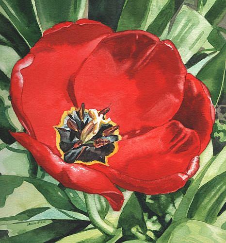 Art: Big Red Tulip by Artist Mark Satchwill