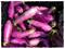Art: Eggplants by Artist Deanne Flouton