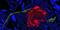 Art: Fractalin Rose lr.jpg by Artist Alma Lee