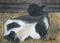 Art: Resting Cow by Artist Laura Gemme Triplett