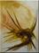 Art: ORIGINAL abstract PAINTING MODERN Art by Artist Nataera